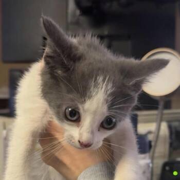 Snowflake -  Domestic Short Hair Cat for Adoption in Bronson, Florida - Snowflake | PetCurious