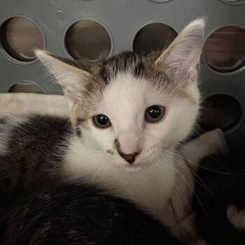 Asiago -  Domestic Short Hair Cat for Adoption in Keizer, Oregon - Asiago | PetCurious