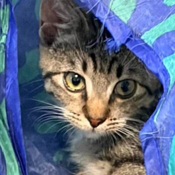 Finn -  Domestic Short Hair Cat for Adoption in San Diego, California - Finn | PetCurious