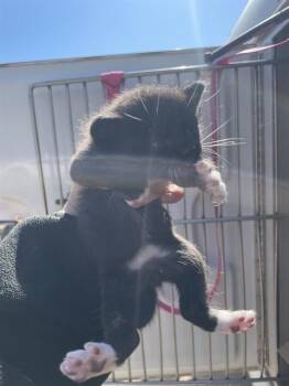 NIGEL -  Domestic Short Hair Cat for Adoption in Oklahoma City, Oklahoma - NIGEL | PetCurious