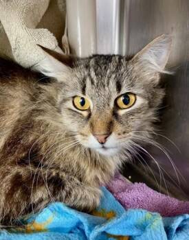 Domestic Medium Hair and Domestic Short Hair Cats Available for Adoption in Westland, Michigan - Bug | PetCurious