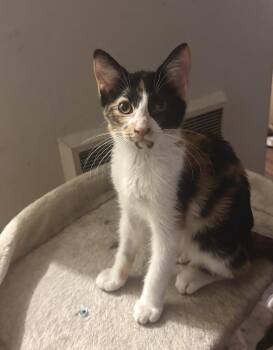 Elena -  Domestic Short Hair Cat for Adoption in Statesboro, Georgia - Elena | PetCurious