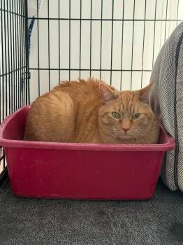 Domestic Short Hair Cats Available for Adoption in Glenfield, New York - Sami | PetCurious