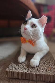 Patches Mccow -  Domestic Short Hair Cat for Adoption in Chandler, Arizona - Patches Mccow | PetCurious