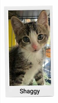 Shaggy -  Domestic Short Hair Cat for Adoption in Caistor Centre, Ontario - Shaggy | PetCurious