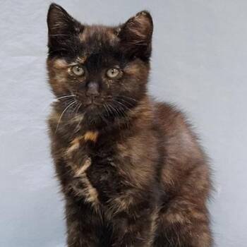 Tabitha -  Tortoiseshell Cat for Adoption in Maynardville, Tennessee - Tabitha | PetCurious