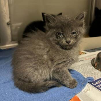 Domestic Short Hair Cats Available for Adoption in San Antonio, Texas - Ralph | PetCurious