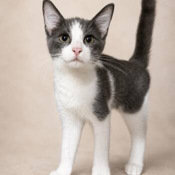 Jax -  Domestic Short Hair Cat for Adoption in Rixeyville, Virginia - Jax | PetCurious