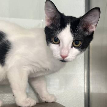 Zarya -  Domestic Short Hair Cat for Adoption in Reno, Nevada - Zarya | PetCurious