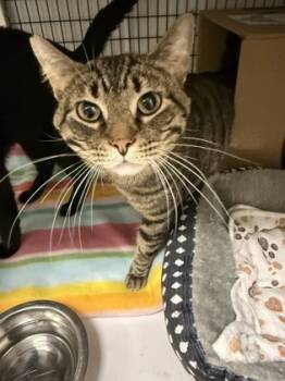 Rescue Domestic Short Hair Cats for Adoption in Neenah, Wisconsin - Hey Hey | PetCurious