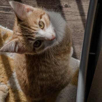 Domestic Short Hair Cats Available for Adoption - Vesta | PetCurious