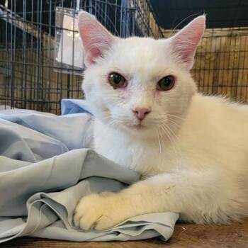 Russo -  Domestic Short Hair Cat for Adoption in Park Falls, Wisconsin - Russo | PetCurious
