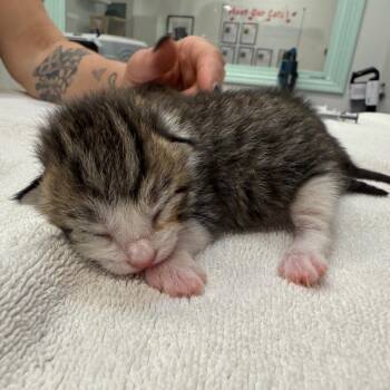 Camilo -  Domestic Short Hair Cat for Adoption - Camilo | PetCurious