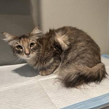 IVHS-Stray-140814 -  Domestic Medium Hair Cat for Adoption in San Gabriel, California - IVHS-Stray-140814 | PetCurious