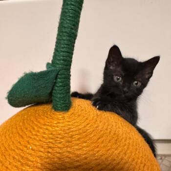 Domestic Short Hair Cats Available for Adoption in Los Angeles, California - Bao | PetCurious