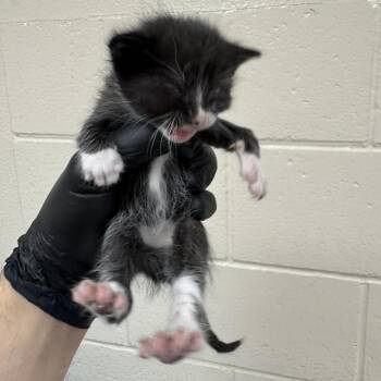 Domestic Short Hair Cats Available for Adoption in Reno, Nevada - Avenir | PetCurious