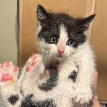 Spike -  Domestic Short Hair Cat Available for Adoption in Winchester, Virginia - Spike | PetCurious