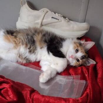 Keke -  Domestic Medium Hair Cat for Adoption in Hernando, Mississippi - Keke | PetCurious