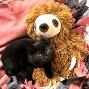Domestic Short Hair Cats Available for Adoption - Cadbury | PetCurious