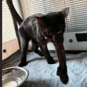Primrose -  Domestic Short Hair Cat for Adoption in Nampa, Idaho - Primrose | PetCurious