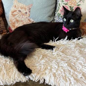 Domestic Medium Hair Cats Available for Adoption in Los Angeles, California - Fluffster | PetCurious