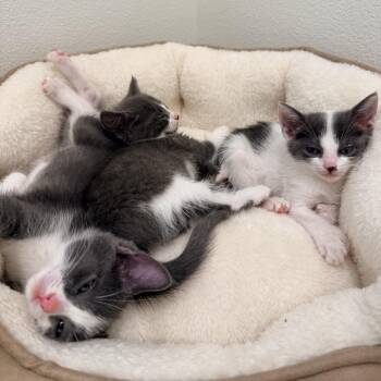 Domestic Short Hair Cats Available for Adoption in Tustin, California - Polyna | PetCurious