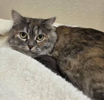 Coco -  Domestic Long Hair and Persian Cat for Adoption in Vancouver, Washington - Coco | PetCurious