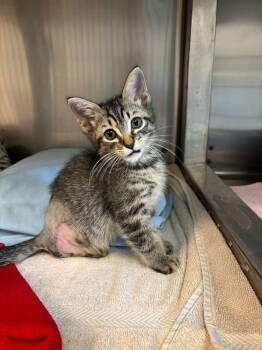 Rescue Tabby Cats for Adoption in Hopewell, Virginia - Batman | PetCurious
