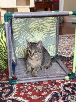 Louisana -  Domestic Short Hair Cat for Adoption in Zephyrhills, Florida - Louisana | PetCurious
