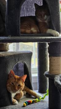 Pumpkin -  Domestic Short Hair Cat for Adoption in Derry, New Hampshire - Pumpkin | PetCurious