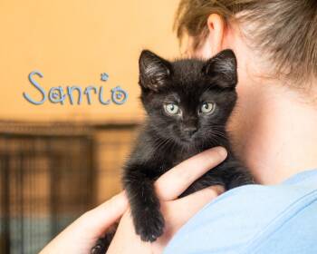 Sanrio -  Domestic Short Hair Cat for Adoption in Somerset, Pennsylvania - Sanrio | PetCurious