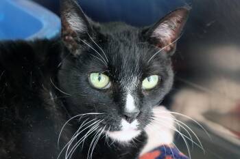 Domestic Short Hair Cats Available for Adoption - Vasili | PetCurious