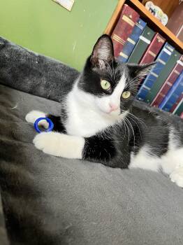 Domestic Short Hair Cats Available for Adoption - Scotty (bonded With Ziggy) | PetCurious