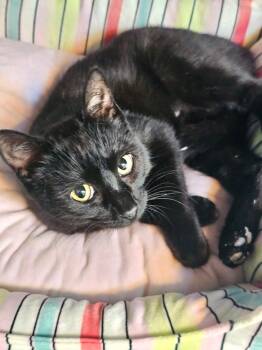 Domestic Short Hair Cats Available for Adoption in Shawnee, Kansas - Easter | PetCurious