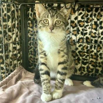 Sugarloaf -  Domestic Medium Hair and Domestic Short Hair Cat for Adoption in East Montpelier, Vermont - Sugarloaf | PetCurious