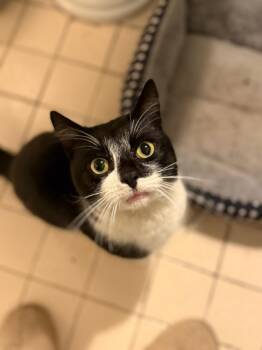 Domestic Short Hair Cats Available for Adoption - Salt | PetCurious