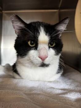 Domestic Short Hair Cats Available for Adoption in Roseville, California - Sylvester | PetCurious