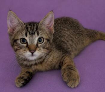 Spruce -  Domestic Short Hair Cat for Adoption in Columbia, Tennessee - Spruce | PetCurious