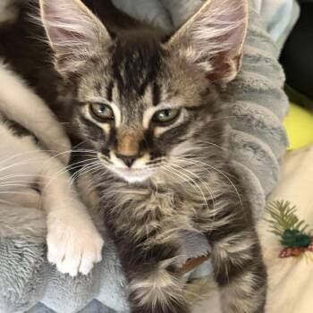 Bagera Storesund -  Domestic Medium Hair Cat for Adoption in Eagle Mountain, Utah - Bagera Storesund | PetCurious