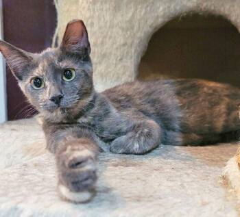 Domestic Short Hair Cats Available for Adoption - Laureli | PetCurious