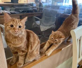 Kazmir -  Domestic Medium Hair Cat for Adoption in Westfield, New York - Kazmir | PetCurious