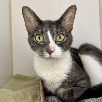 Oliver -  Domestic Short Hair Cat for Adoption in Reisterstown, Maryland - Oliver | PetCurious