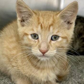 Simba -  Domestic Short Hair Cat for Adoption in Matteson, Illinois - Simba | PetCurious