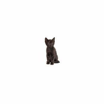 Maui -  Domestic Short Hair Cat for Adoption in Los Angeles, California - Maui | PetCurious