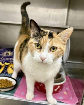 Domestic Short Hair Cats Available for Adoption - Mitzy | PetCurious