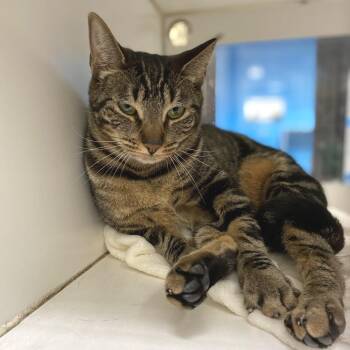 Linda -  Domestic Short Hair Cat for Adoption in Cheyenne, Wyoming - Linda | PetCurious