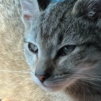 Poppy -  Domestic Short Hair Cat for Adoption in Durham, North Carolina - Poppy | PetCurious