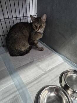 Lola -  Domestic Short Hair Cat for Adoption in Simcoe, Ontario - Lola | PetCurious