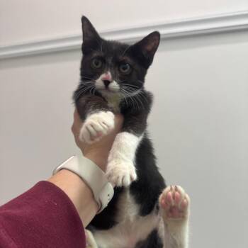Shiba -  Domestic Short Hair Cat for Adoption in Jersey City, New Jersey - Shiba | PetCurious
