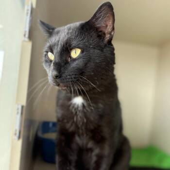 Domestic Short Hair Cats Available for Adoption - Diablo | PetCurious
